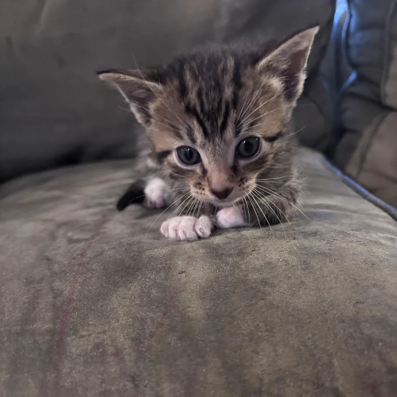 A baby small-sized male Brown / Chocolate Domestic Short Hair cat named Cinnamon for adoption in Opelika, AL