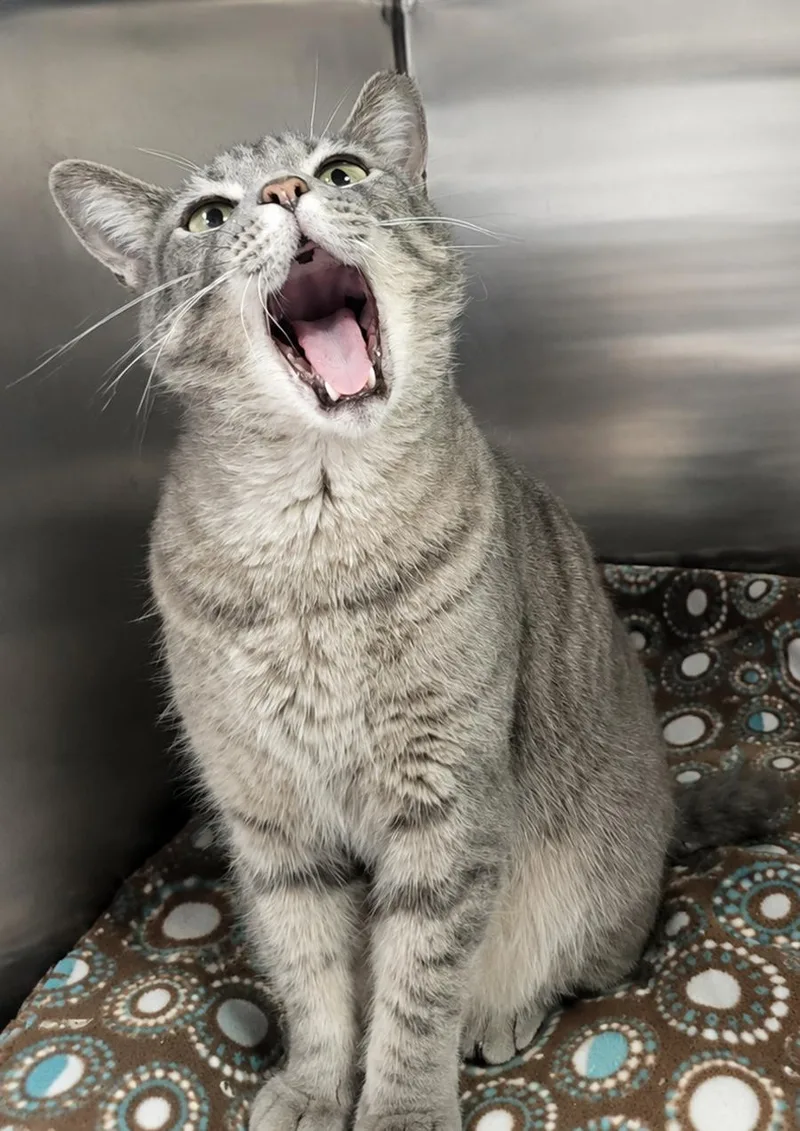 An adult medium-sized female Domestic Short Hair cat named Haze for adoption in Cuyahoga Falls, OH