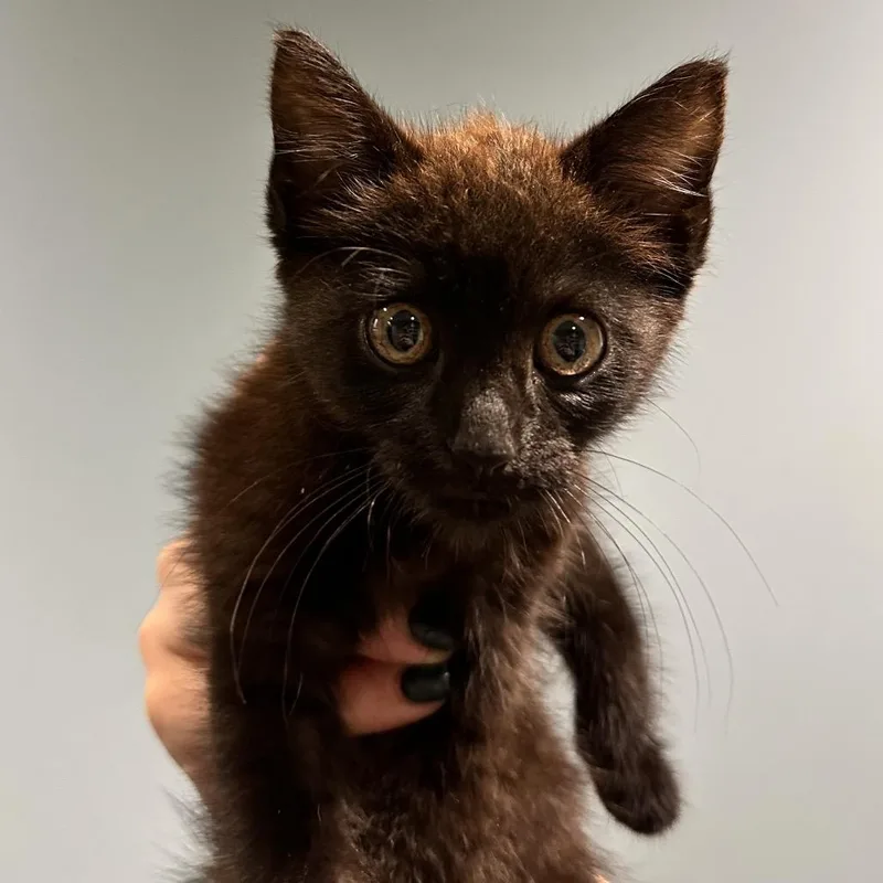 A baby small-sized female Black Domestic Medium Hair cat named Bernadette for adoption in Chattanooga, TN