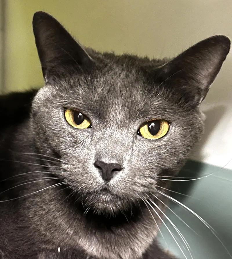 Orin Jacob thumbnail 2