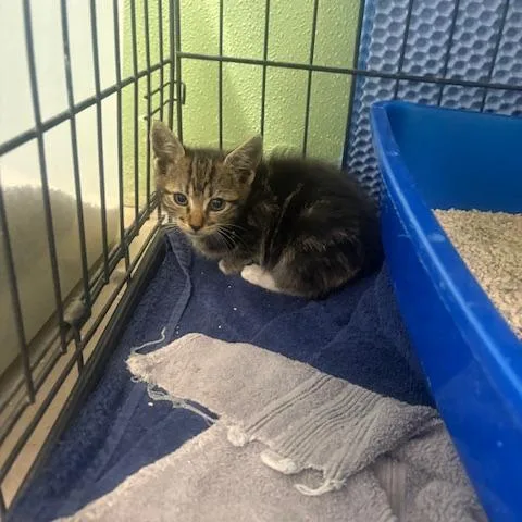 A baby small-sized female Brown / Chocolate Domestic Short Hair cat named Jules for adoption in St. Helena, CA