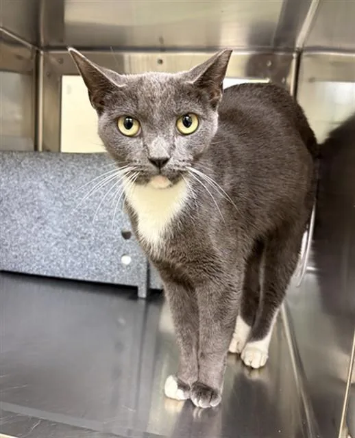 A young medium-sized female Domestic Short Hair cat named Bonnie for adoption in Fort Myers, FL