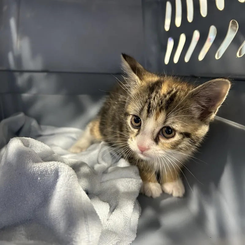 A young small-sized female Calico Domestic Short Hair cat named Missy for adoption in Newark, NJ