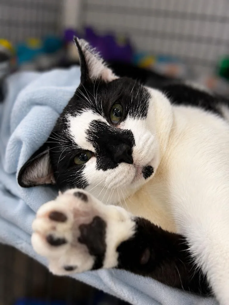A young large-sized male Domestic Short Hair cat named Galloway for adoption in Ewing, NJ