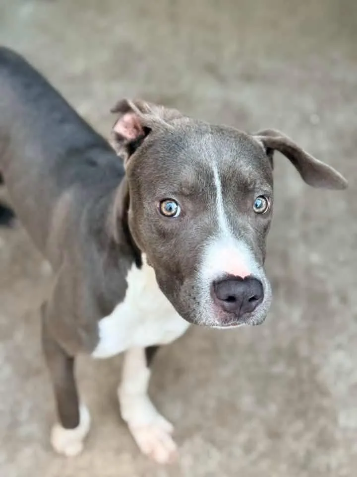An adult medium-sized male Gray / Blue / Silver Pit Bull Terrier dog named Wagtail for adoption in Chicago, IL