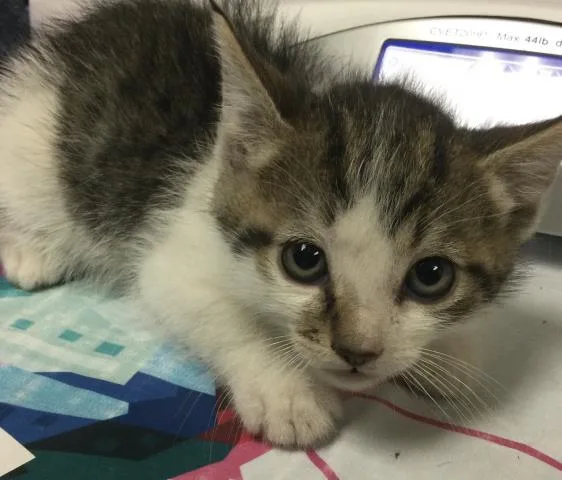 A baby small-sized male Domestic Short Hair cat named Paul for adoption in Riverside, CA