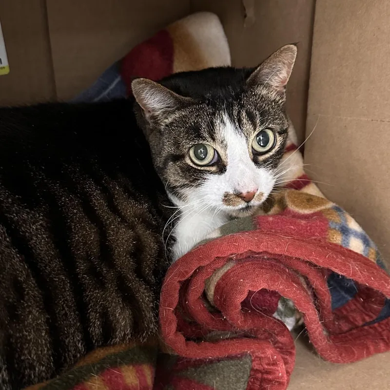 A senior large-sized female Black Domestic Short Hair cat named Lofty for adoption in East Smithfield , PA