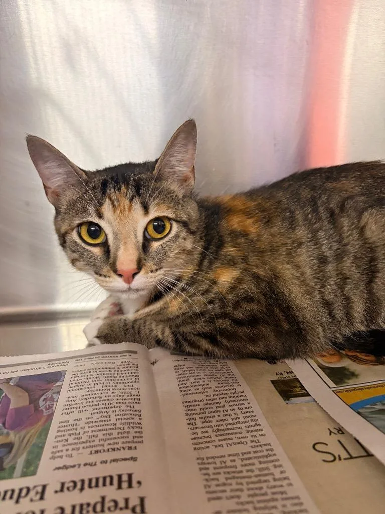 A young medium-sized female Domestic Short Hair cat named Willow for adoption in Murray, KY