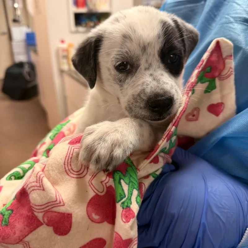 A baby small-sized female White / Cream Cattle Dog dog named Shortcake for adoption in Flagstaff, AZ