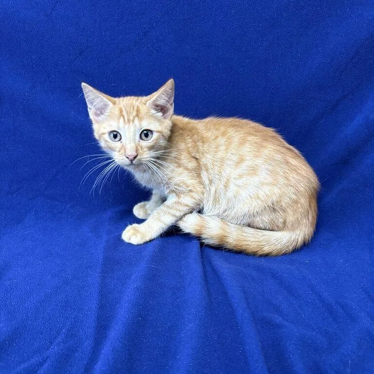 A baby medium-sized male Tabby (Orange / Red) Domestic Short Hair cat named Nimbus for adoption in Valdosta, GA