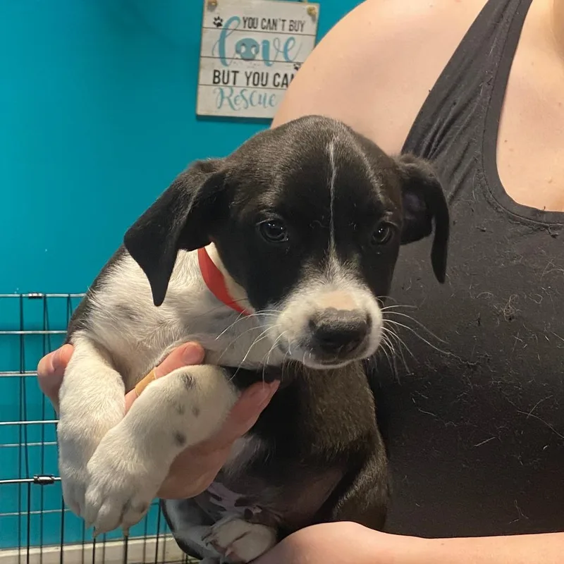 A baby medium-sized male Black Mixed Breed dog named Axel for adoption in Jefferson city, TN