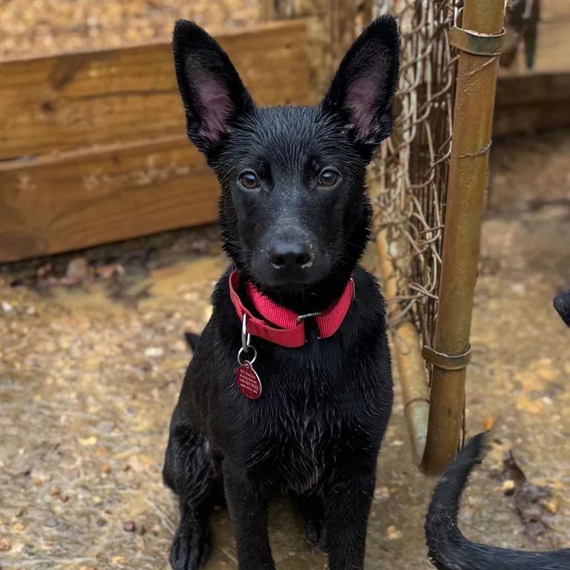 A young medium-sized female Black Shepherd dog named Sencira for adoption in Fredericksburg, VA