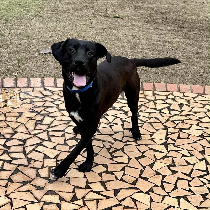 An adult large-sized male Black Labrador Retriever dog named Bain for adoption in Montgomery, AL
