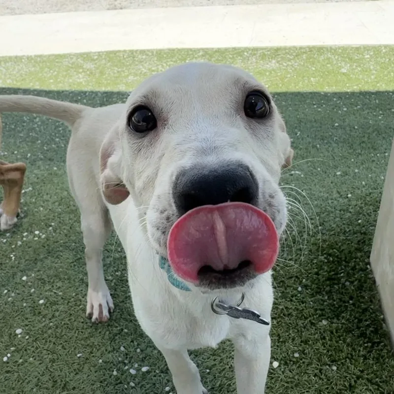 Frankie thumbnail 2
