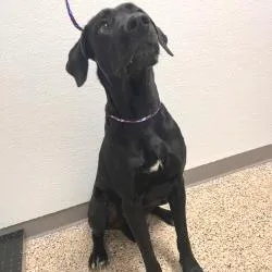 Zeus