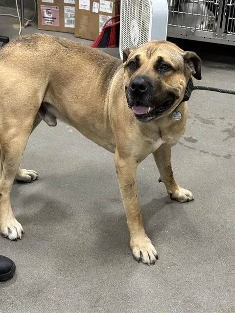 A young extra large-sized male Presa Canario dog named Bobo for adoption in Upper Marlboro, MD