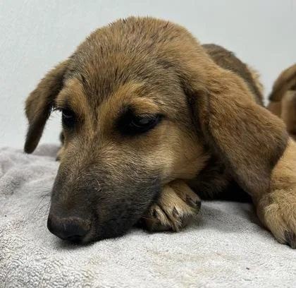 A young medium-sized male Shepherd dog named Cain for adoption in Phoenix, AZ