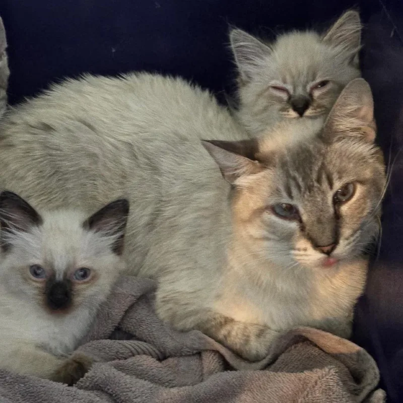 An adult medium-sized female White Domestic Short Hair cat named Whiskey for adoption in Point Richmond, CA