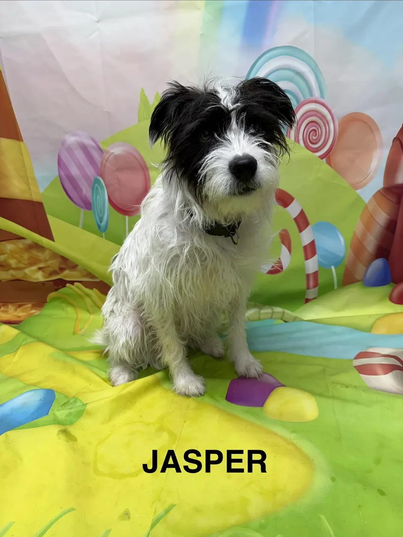 An adult small-sized male White / Cream Boxer dog named Jasper for adoption in Urbana, OH