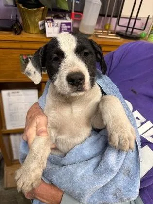A baby small-sized female Mixed Breed dog named Debbie for adoption in West Chester, PA