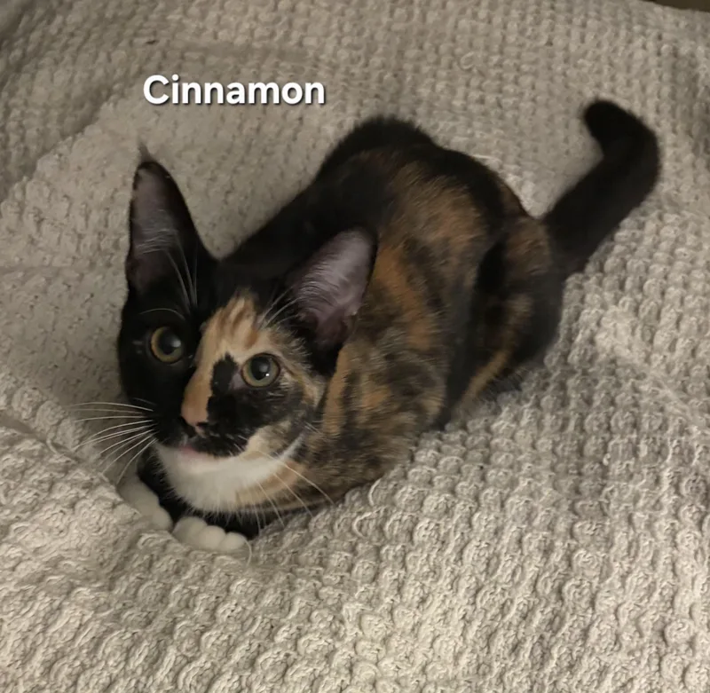 A baby medium-sized female Calico cat named Cinnamon for adoption in Temple, PA
