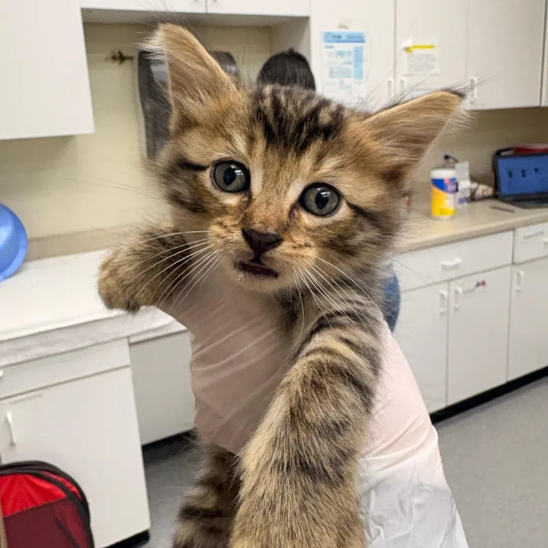 A baby small-sized male Brown / Chocolate Domestic Medium Hair cat named Beeber for adoption in Bastrop, TX