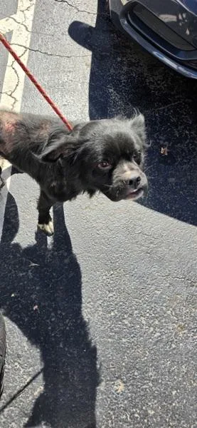 An adult medium-sized male Chow Chow dog named Ncc Fancy for adoption in Lawrenceville, GA