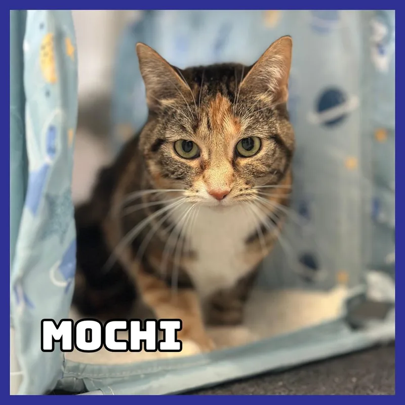 An adult medium-sized female Tortoiseshell Extra-Toes Cat / Hemingway Polydactyl cat named Mochi for adoption in Glenwood, MN