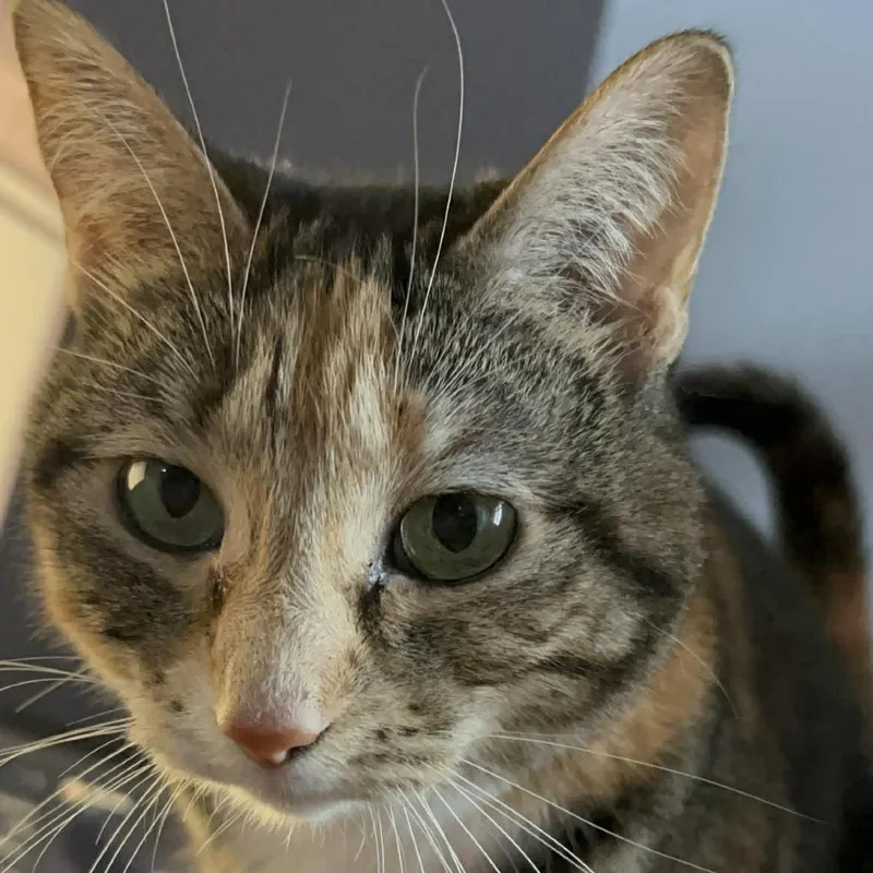Mochi thumbnail 3