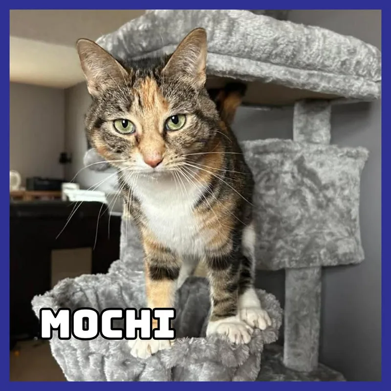 Mochi thumbnail 5