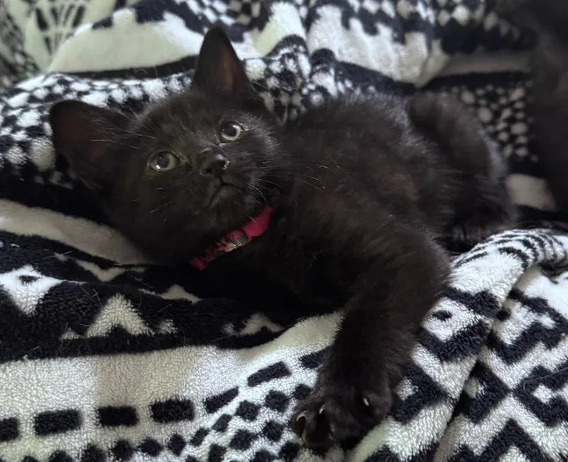 A baby medium-sized female Domestic Short Hair cat named Shion for adoption in Johnson City, TN