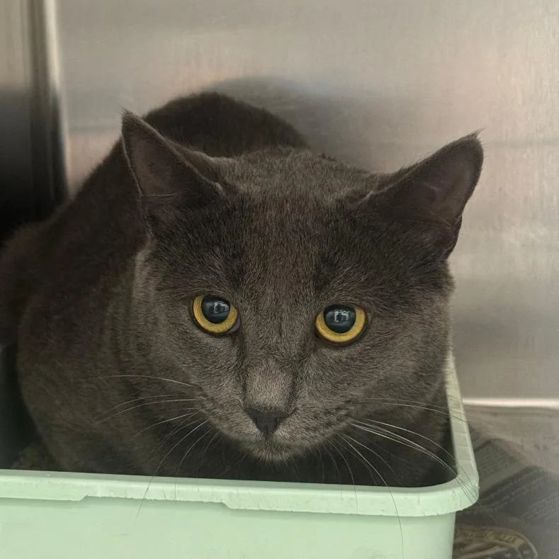 An adult medium-sized male Gray / Blue / Silver Domestic Short Hair cat named Cato for adoption in Auburn, AL