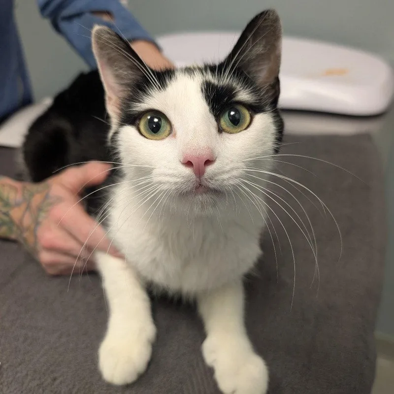 An adult medium-sized female Domestic Short Hair cat named Ruse for adoption in New Castle, DE