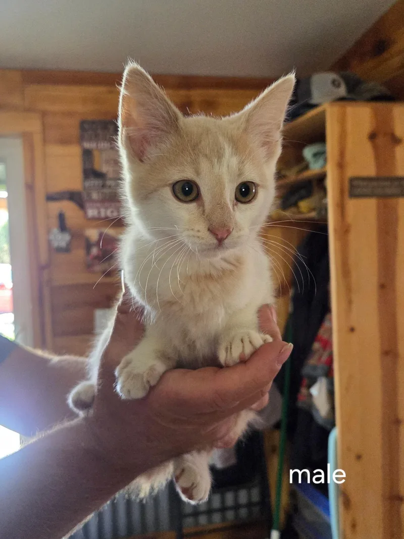 A baby small-sized male Domestic Short Hair cat named Bagel for adoption in Heyburn, ID