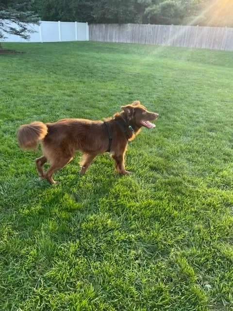 Espresso thumbnail 3