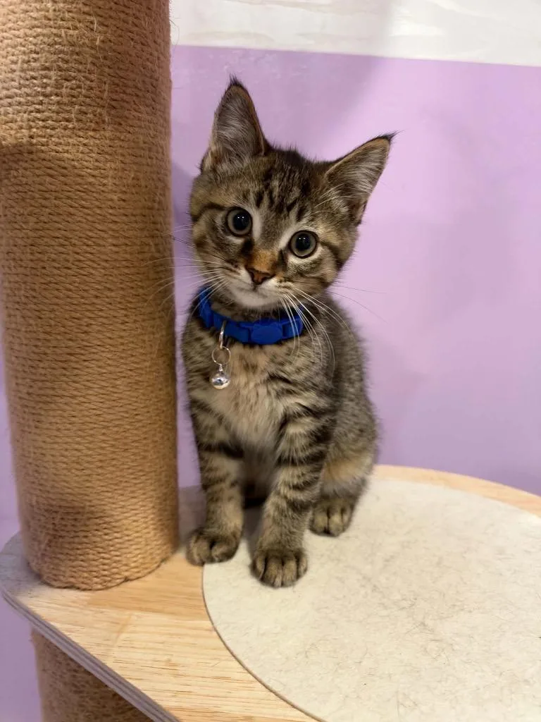 A baby small-sized male Domestic Short Hair cat named Tender for adoption in Fond Du Lac, WI