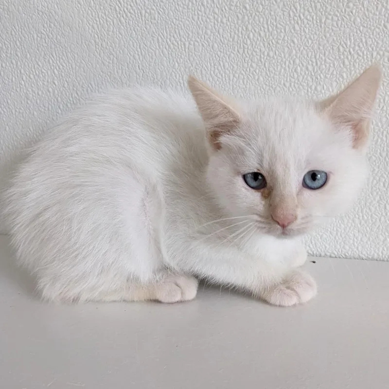 A baby small-sized female White Domestic Short Hair cat named Rowan Lr for adoption in Union, MO