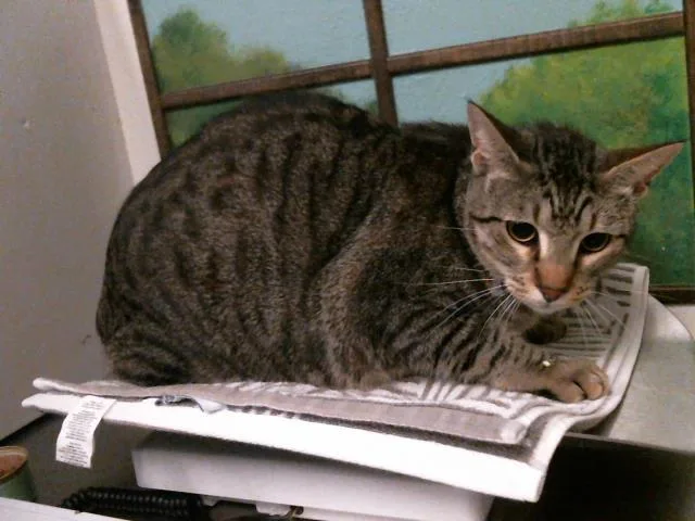 An adult extra large-sized male Domestic Short Hair cat named Toji for adoption in Houston, TX