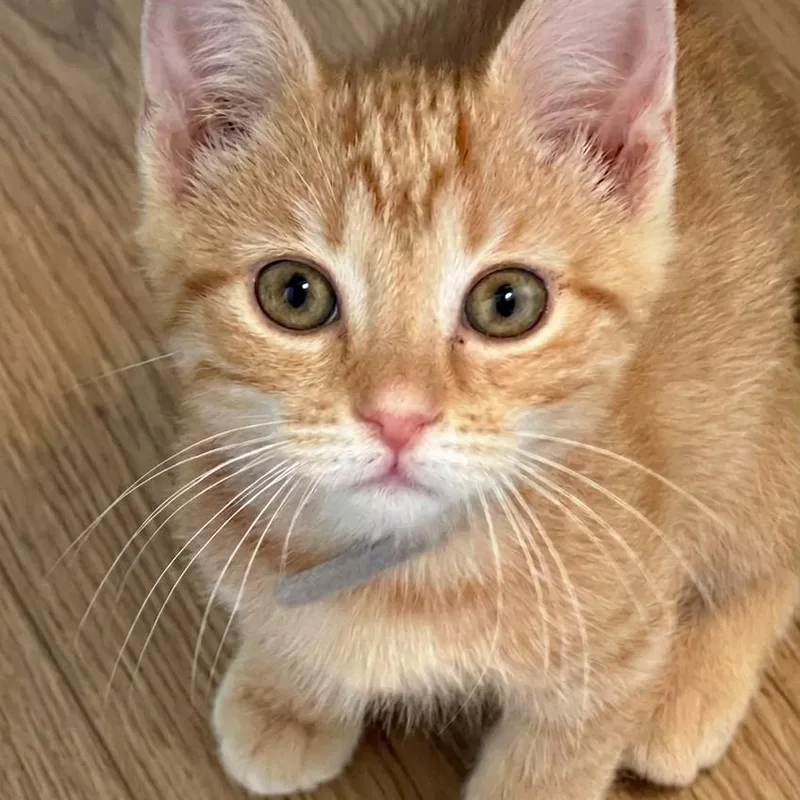 A baby medium-sized male Orange & White Domestic Short Hair cat named Loki for adoption in Whitestown, IN
