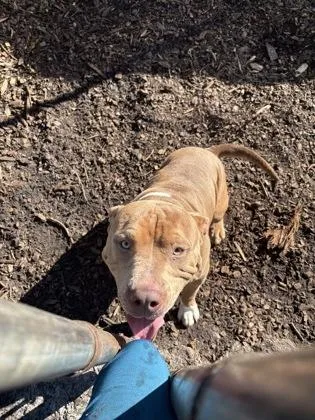 An adult large-sized male Pit Bull Terrier dog named Rowdy for adoption in Palm Coast, FL