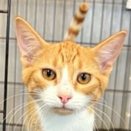 A baby medium-sized male Domestic Short Hair cat named Curtis for adoption in Monticello, MN