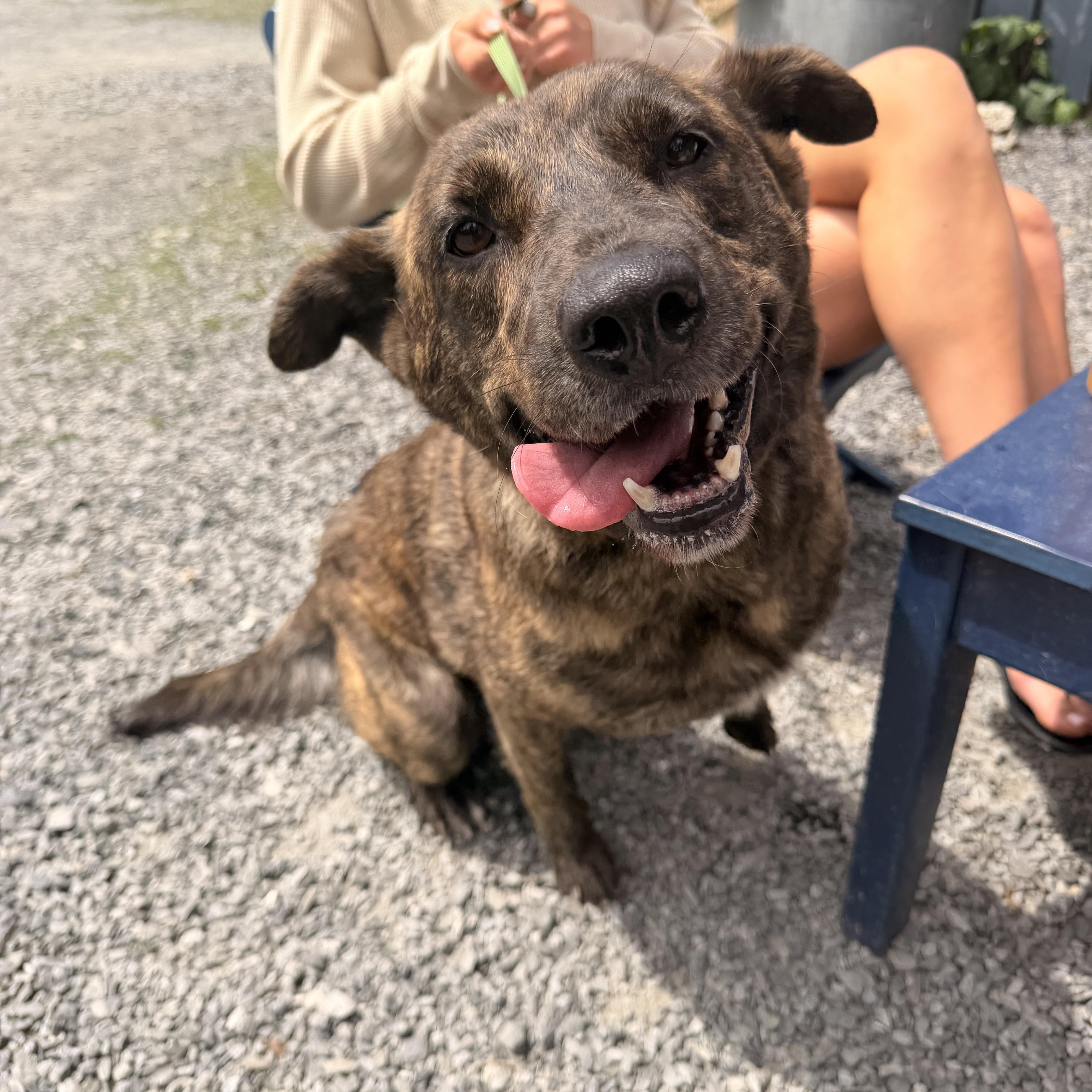 An adult large-sized female Shepherd dog named Mabel for adoption in Carmel, NY