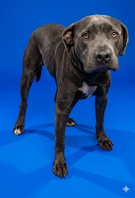 A young medium-sized male Mixed Breed dog named Ace for adoption in Jacksonville, FL