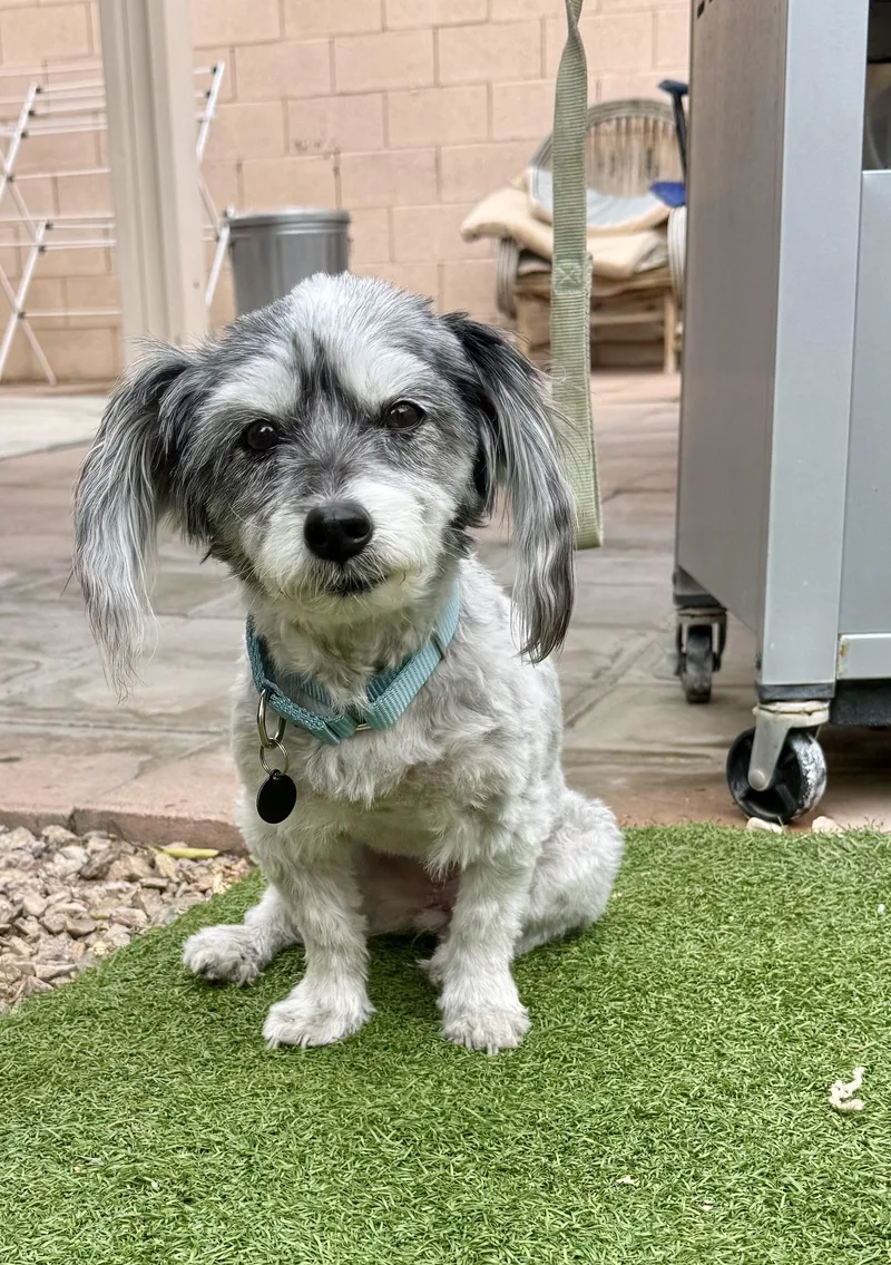 An adult small-sized female Bicolor Dachshund (Long Haired) dog named Zuri for adoption in Las Vegas, NV
