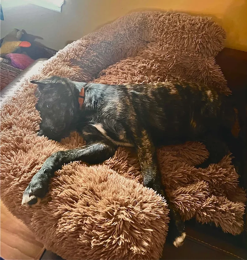 A young large-sized female Brindle Anatolian Shepherd dog named Molly for adoption in Soddy Daisy, TN