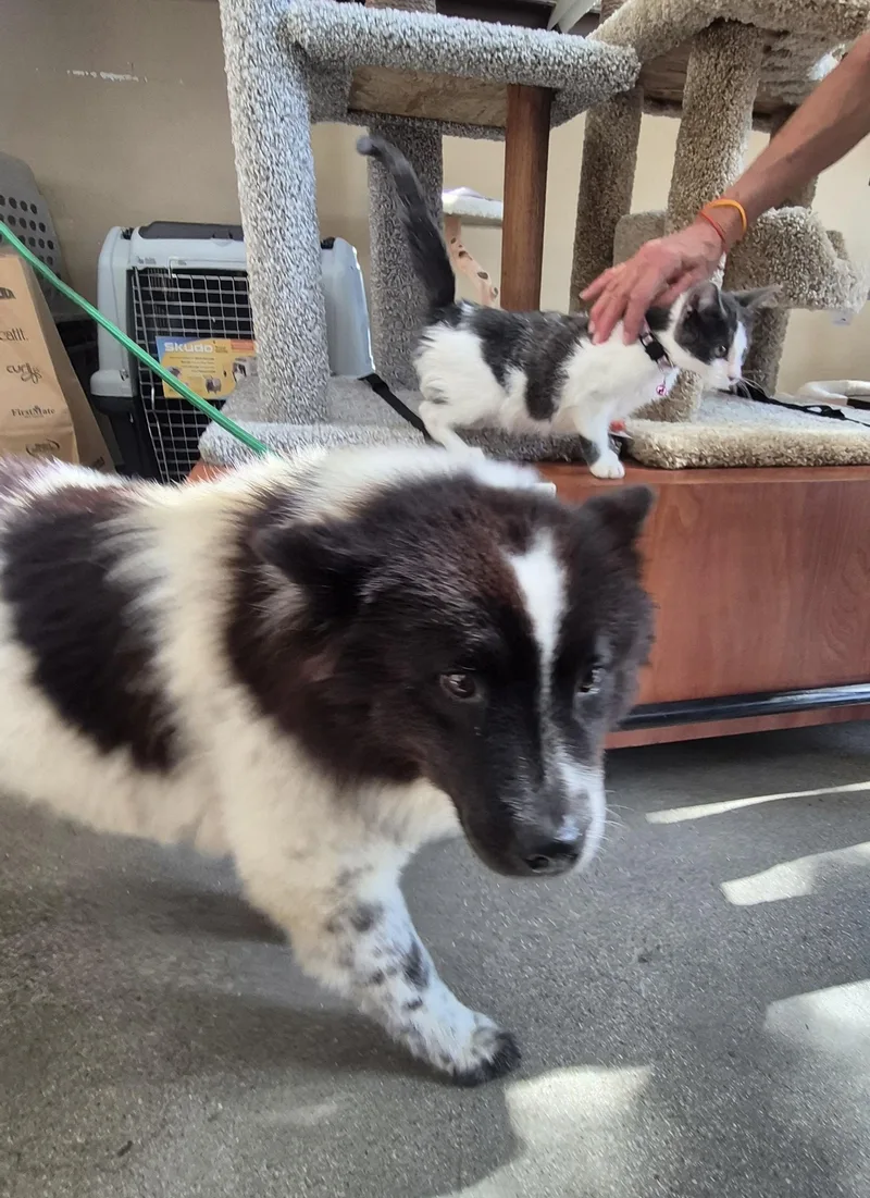 Bella Oreo Goodstuff thumbnail 3