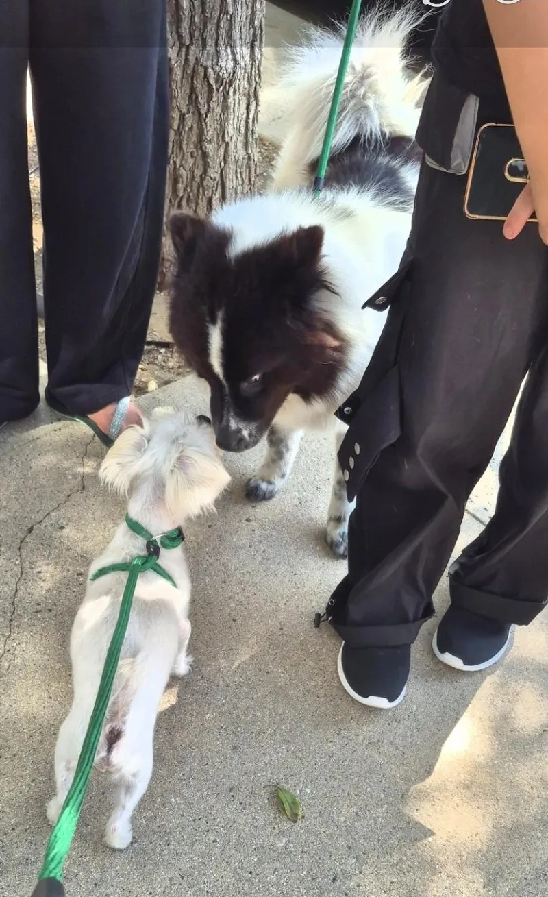 Bella Oreo Goodstuff thumbnail 4