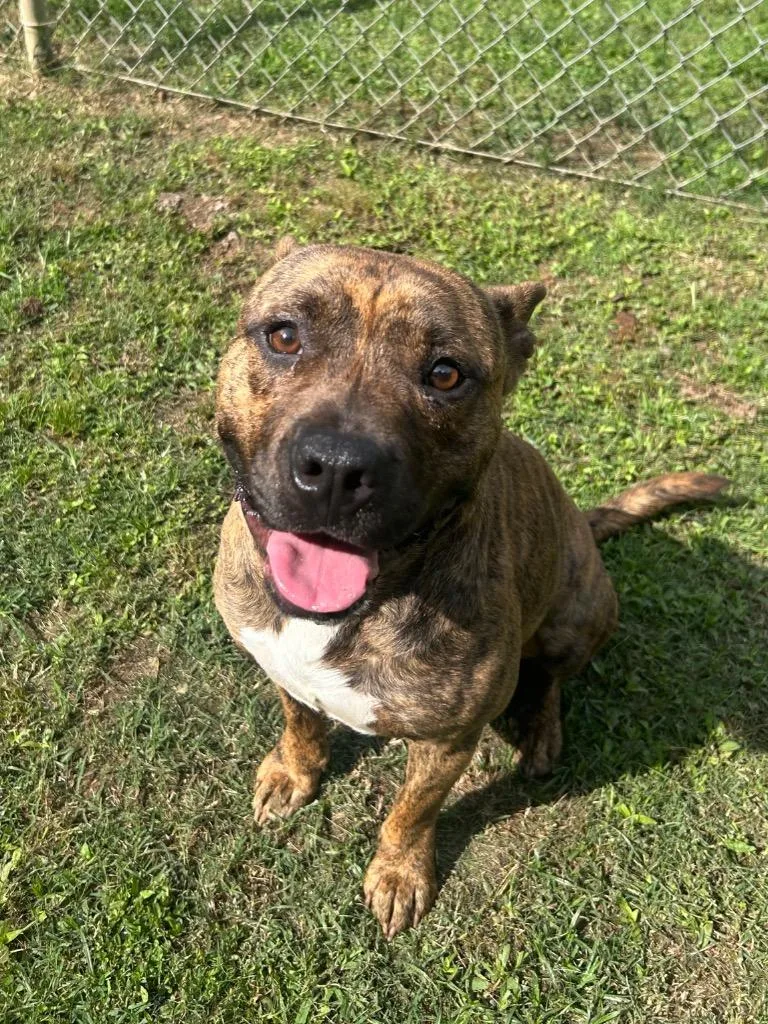 A young medium-sized male Pit Bull Terrier dog named Dewey for adoption in Benton, AR