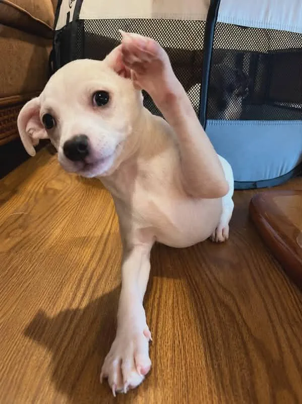 A baby small-sized female Jack Russell Terrier dog named Tiffany Pup Lima for adoption in Pompano Beach, FL
