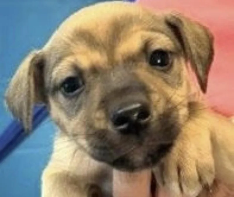 A baby medium-sized female Terrier dog named Vienna for adoption in Copiague, NY